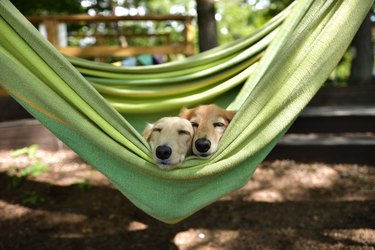 Dogs riding a hammock together.