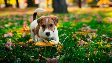 are sage plants safe for dogs