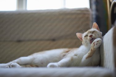 pale ginger cat cleaning self