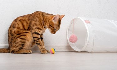 Bengal cat plays with a ball near a cat tunnel.