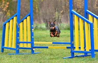 Dog on agility training