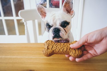 Cheese biscuit treat for a French Bulldog