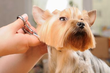 Close-up of a yorkie dog receiving a fur cut