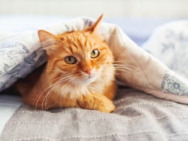 Orange cat hiding under a blanket and looking at the camera.