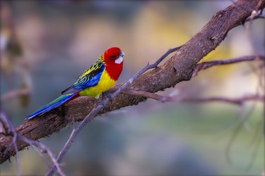 Eastern Rosella (Platycercus eximius)