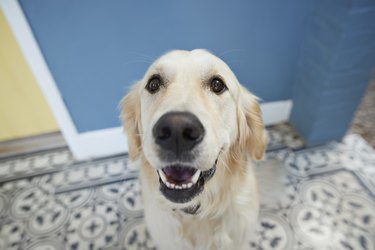 Cute dog shot from POV / selfie angle