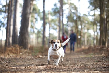 A young couple walk their dogs in the woods