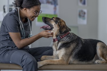 German shepherd dog being examined by a veterinarian.