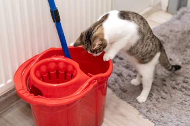 Cleaning Products That Are Safe for Pets