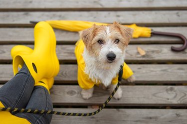 Jack russell terrier puppy in a yellow raincoat sits at the feet of a girl with an umbrella and boots