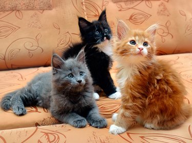 A trio of Maine coon kittens, one is gray, another is black, and another is orange.