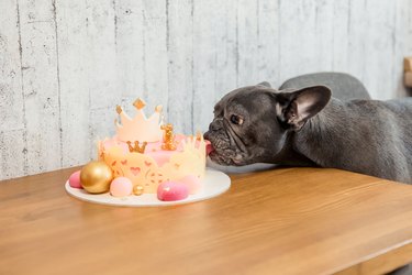 Dog birthday. French bulldog with birthday cake. Happy Birthday