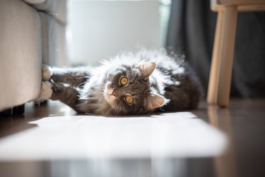 How to Remove Mats From Cat Fur (In 6 Easy Steps)