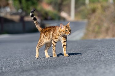 A domestic cat crossing an asphalt road in the countryside.