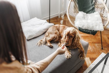 A young woman giving treats to her dog