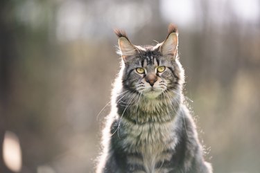 tabby maine coon cat outdoors in sunlight looking at camera