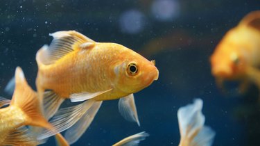 Photography of goldfish in the aquarium