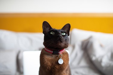 A brown cat with a collar and nameplate, sitting on bed