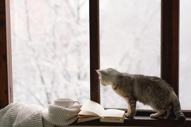 Cat sitting on the windowsill looking at the weather through the window.