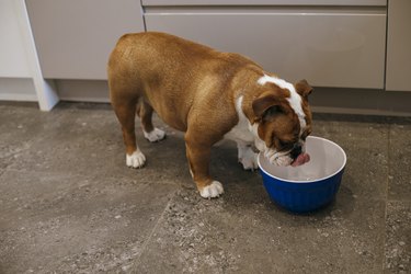 Bulldog drinking water