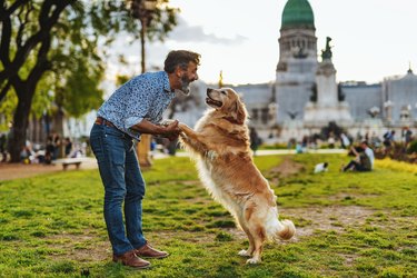 Mature man with golden retriever dog walking in the park in sunset