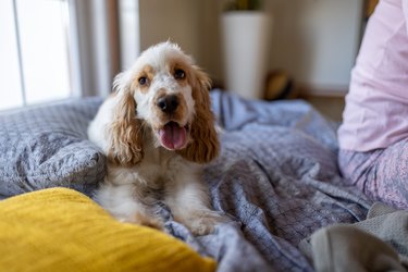 Portrait of cute Cocker Spaniel dog in the bed