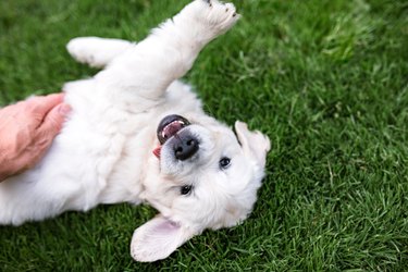 Golden Retriever Puppy