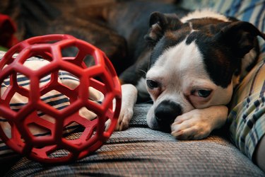 A Boston Terrier dog is lying on a couch next to a red ball.