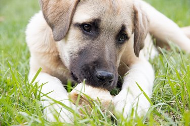 Anatolian Shepherd Puppy with a bone