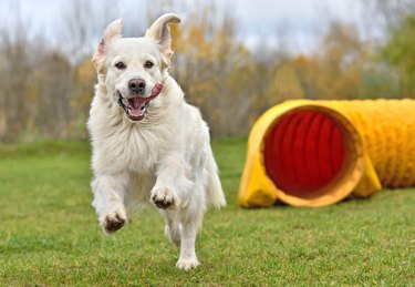 what equipment is used in dog agility