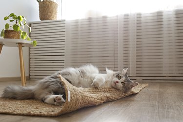 Fluffy cat on a floor rug