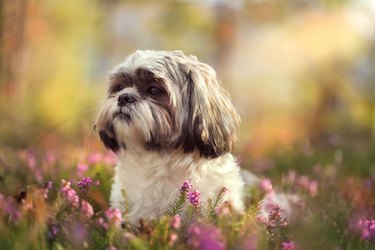 Shih tzu in nature