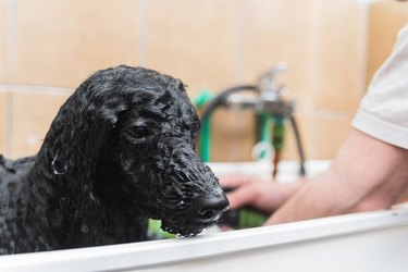 Black poodle standing in the tub