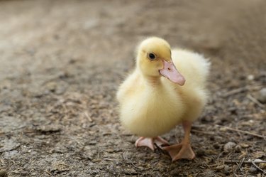 yellow baby duck in mud