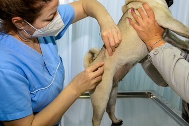 A domestic dog is receiving an injection at the animal hospital.