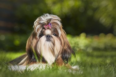 Shih Tzu