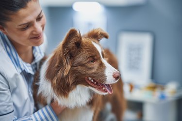 Brown Border Collie dog during visit in vet