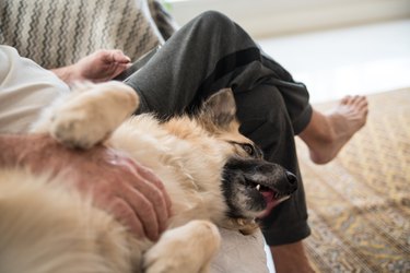 Sitting man pets a dog