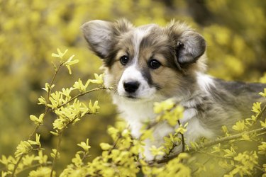 Spring portrait of a welsh pembroke corgi puppy