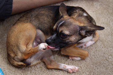 Brown Chihuahua Dog licking her paw or back foot