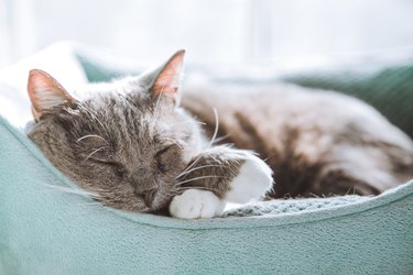 Cute Cat Sleeping