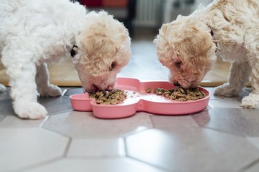 Two female puppies eating