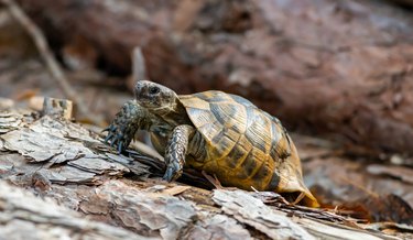 Close-up of tortoise shell on rock