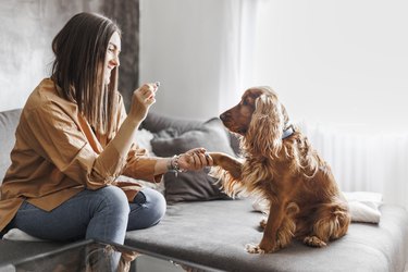 A woman is sitting on a gray couch facing a Cocker Spaniel dog. The woman is holding a treat and holding the dog's paw in a "shake" command.