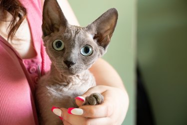 Don Sphynx in the hands of a girl at home