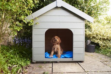 Cocker Spaniel Puppy Sitting In Dog Kennel In Garden