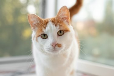 Portrait of a white-red cat close-up. A well-fed domestic cat is sitting near the window