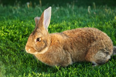 Large brown rabbit on grass