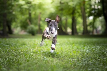 Running bull terrier puppy in a field