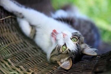 yawning cat lies in a wicker basket outdoors, the cat wants to sleep